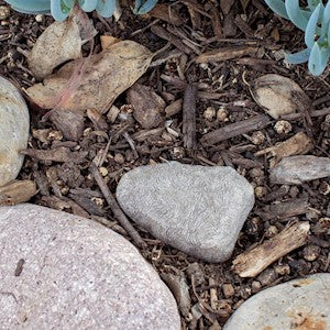 Lucky Line | Rock Key Hider 12/Jar - Image 4